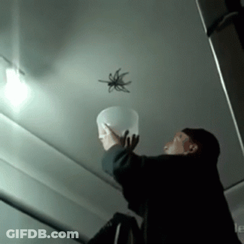 Catching Big Spider Jumpscare GIF