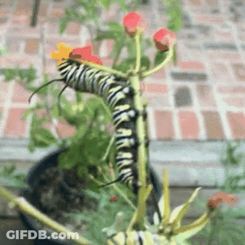 Caterpillar Eating Flower GIF