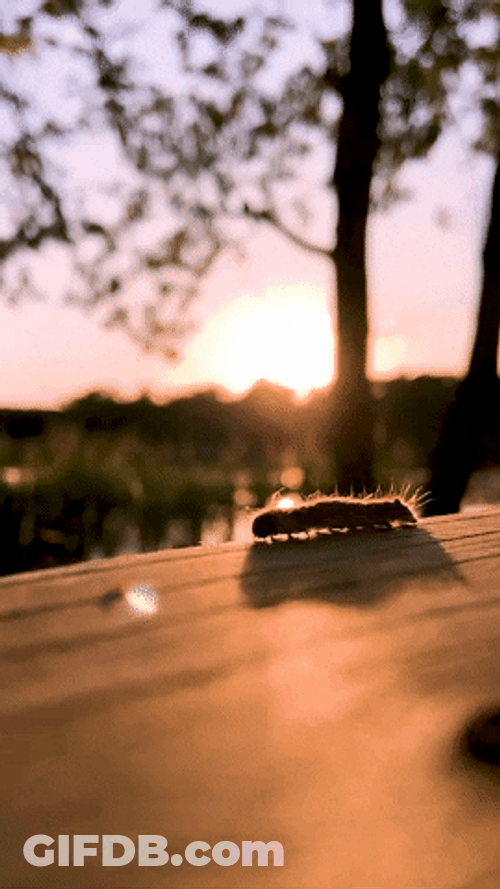 Caterpillar Moving At Sunset GIF