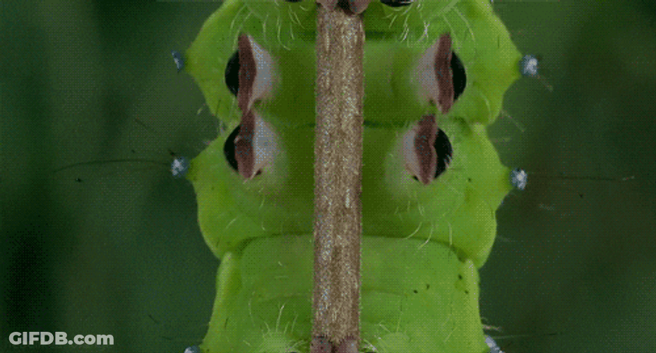 Caterpillar Moving Upwards GIF