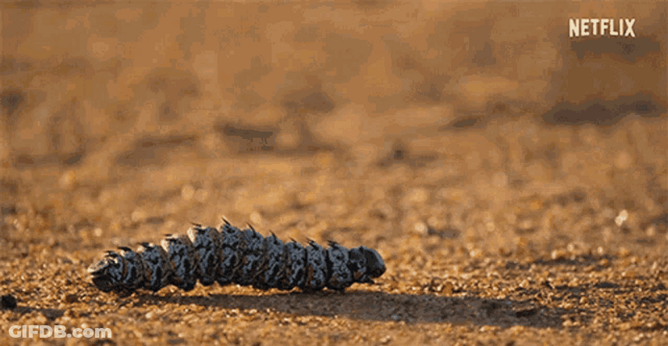 Caterpillar Slowly Moving GIF