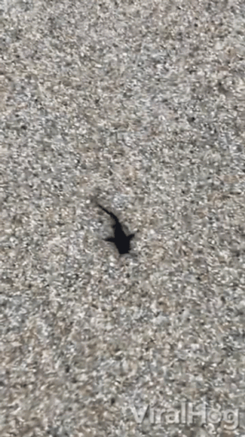 Catfish GIF