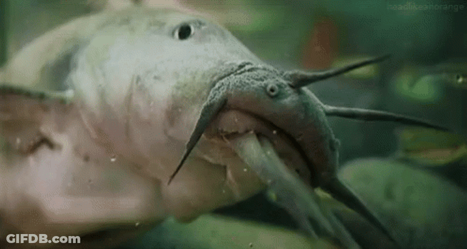 Catfish Eating Scene GIF