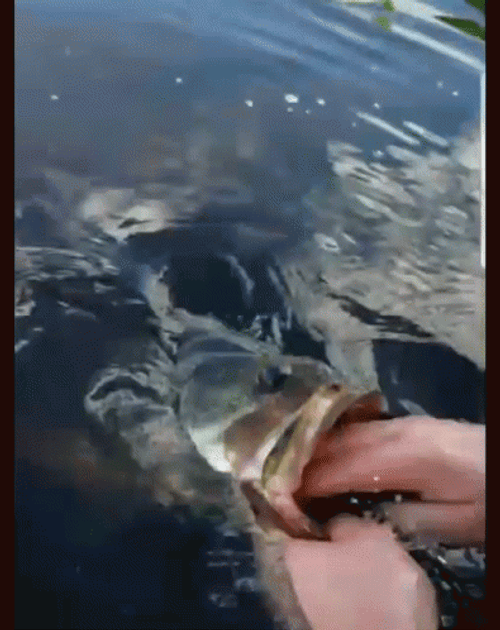 Catfish Opened Mouth GIF