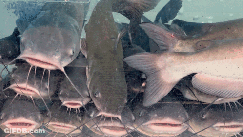 Catfish Swimming In Tank GIF