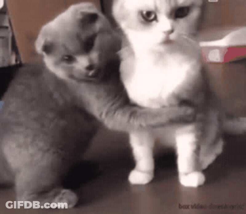Cathug GIF