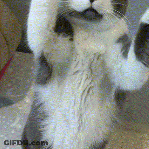 Catjam Cute Cat Dance Yawning GIF