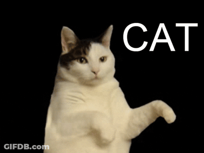 Catjam Kitty Cat Dancing GIF