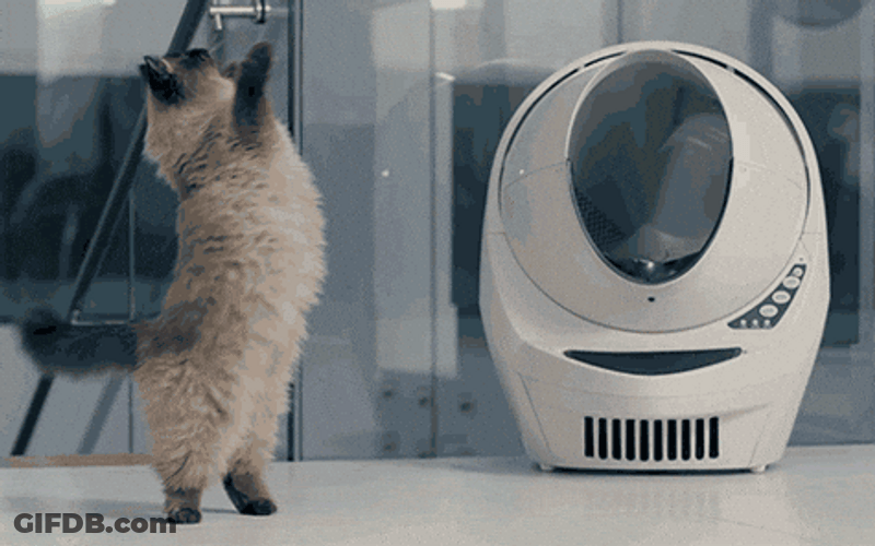 Catjam Spin Dance Beside Liter Box GIF