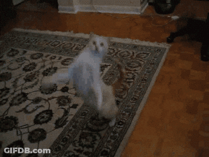 Catjam White Cat Hop Dance GIF