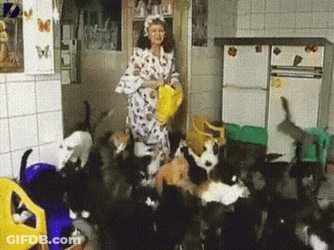 Catlady Crazy Cat Lady GIF