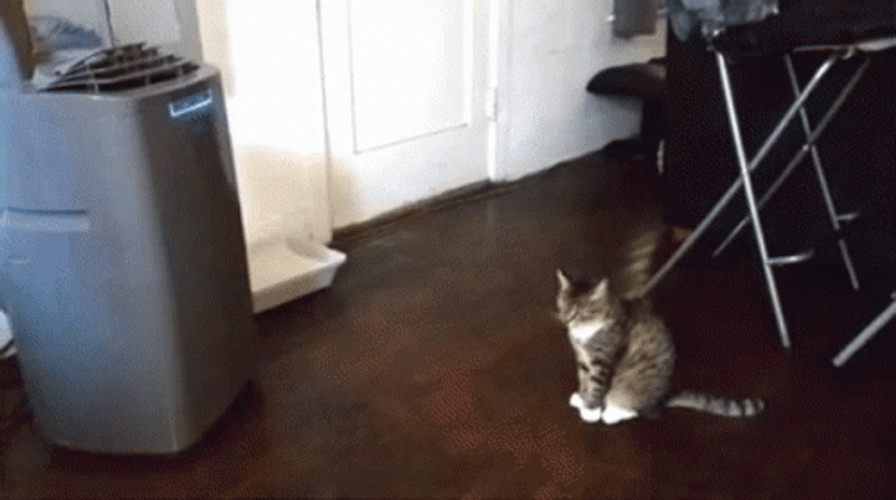 Cats Air Conditioning GIF