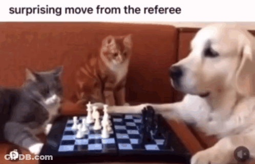 Cats And Dog Playing Chess Surprised Move GIF