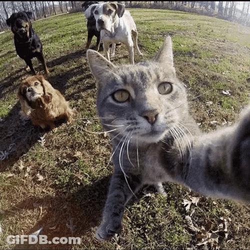Cats And Dog Selfie GIF