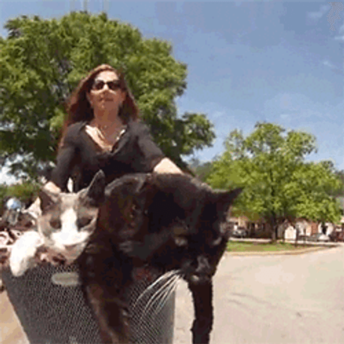 Cats And Lady Riding Cycle GIF