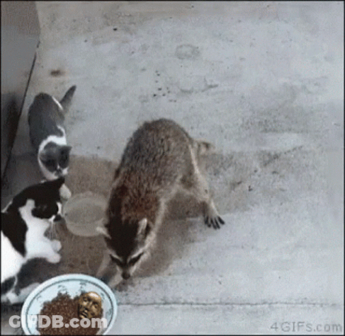 Cats And Raccoon Eating From Bowl GIF