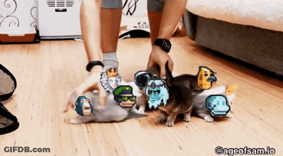 Cats Aos GIF