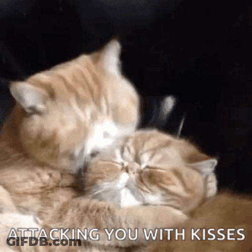 Cats Attacking You With Kisses GIF