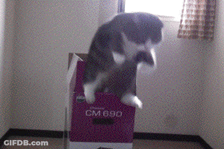 Cats Box Jump Loop GIF