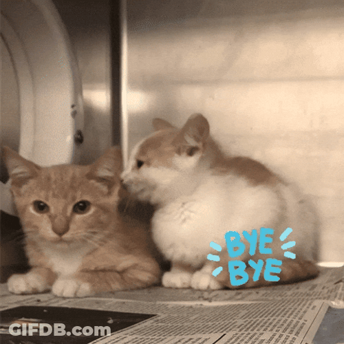 Cats Bye Bye Meme GIF