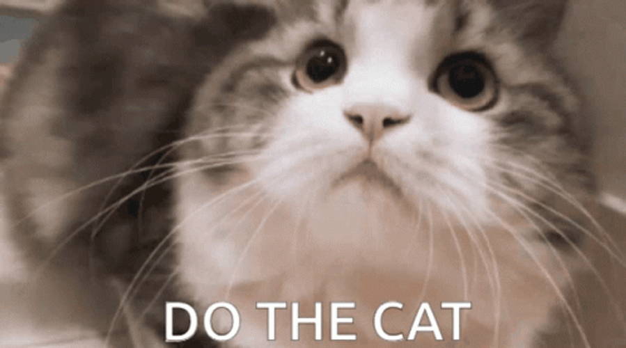 Cats Can Be Your Comforting Pet Can I Get An Amen GIF