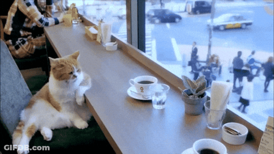 Cats Cozy Espresso Moment GIF