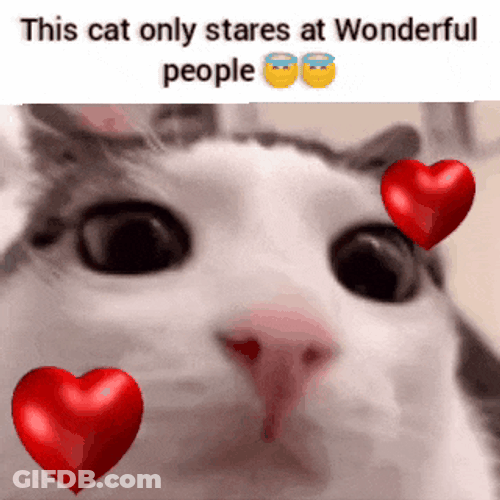 Cats Cute GIF