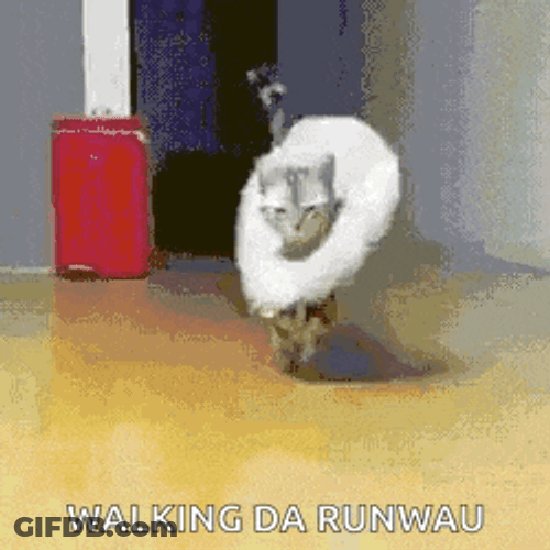 Cats Cute GIF