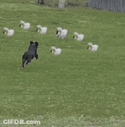 Cats Dog GIF