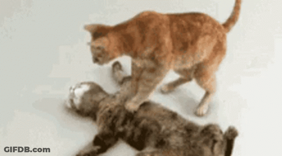 Cats Doing Cpr GIF