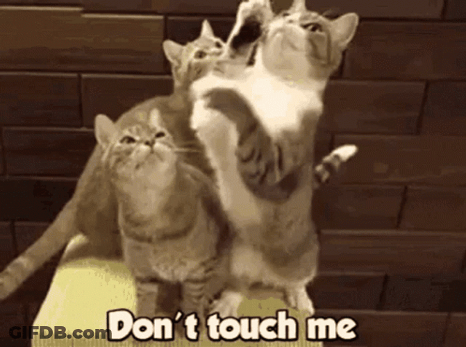 Cats Dont Touch Me GIF