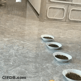 Cats Eating From Bowls On Counter GIF