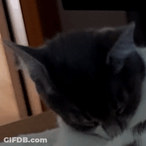 Cats Face Palm GIF