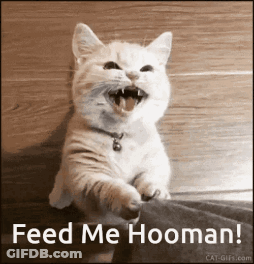 Cats Feed Me Hooman GIF