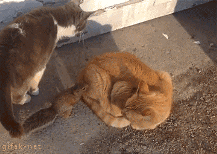Cats Fight Funny Squirrel GIF
