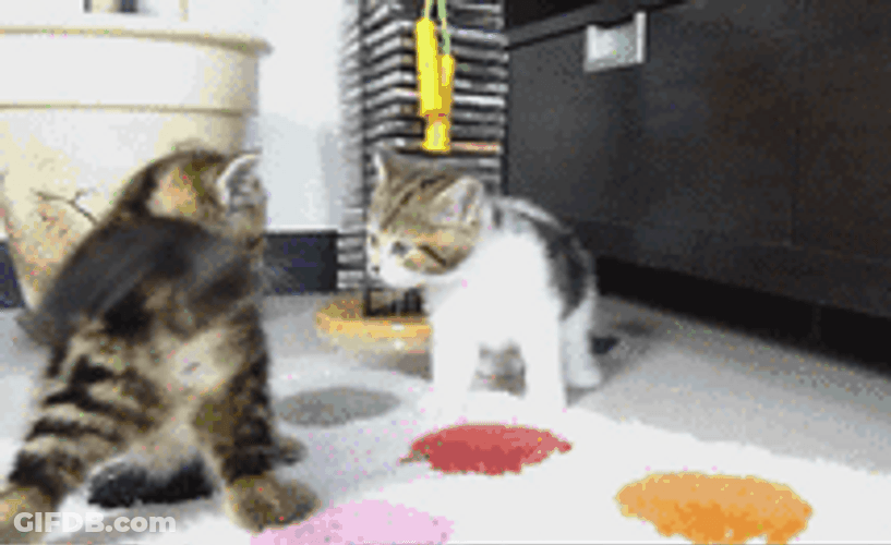 Cats Fight Kitten Attack GIF