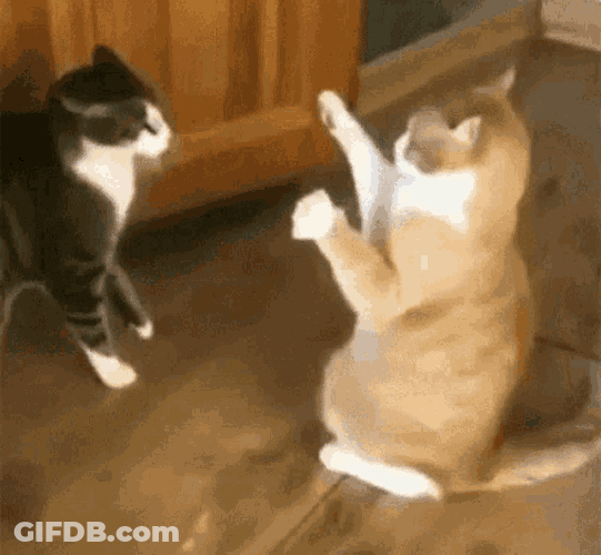Cats Funny Cat GIF