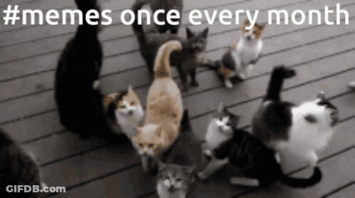 Cats Gathered On Deck Saying #Memes Once Every Month GIF