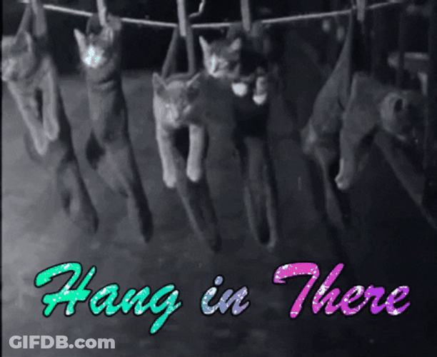 Cats Hang In There GIF
