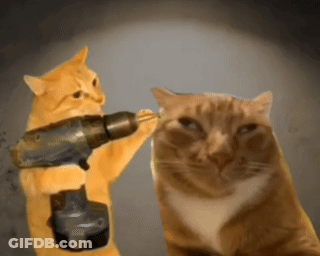 Cats Holding Drill And Hammer GIF
