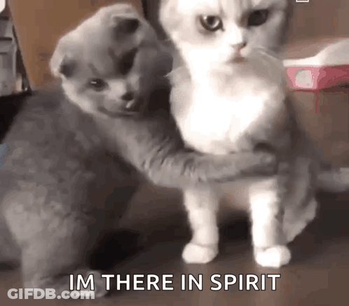 Cats Hugging Im There In Spirit GIF