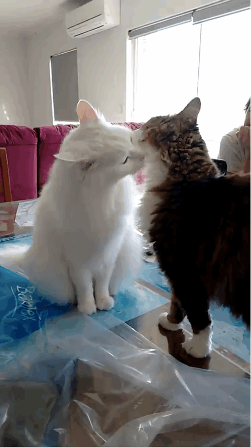 Cats Kiss Love Fight GIF
