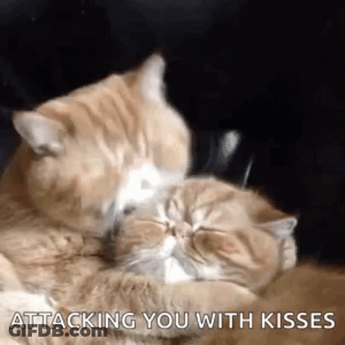 Cats Kissing Face GIF