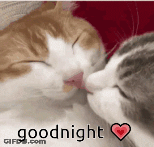 Cats Kissing Goodnight GIF