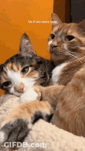 Cats Laying Next To Each Other GIF