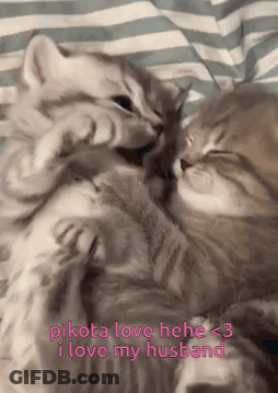 Cats Laying On Bed With Pikota Love Hele GIF