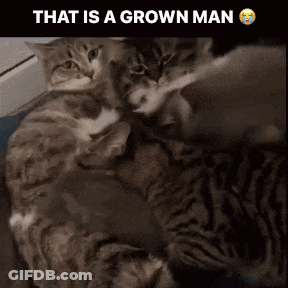 Cats Laying On Each Other Saying That Is A Grown Man GIF