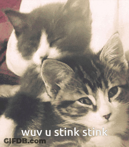 Cats Laying On Each Other Wuv U Stink Stink GIF