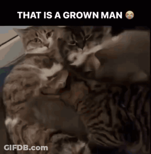 Cats Laying On Top Of Each Other Saying That Is A Grown Man GIF