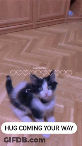 Cats Laying Sweet Hug For Special Fella GIF